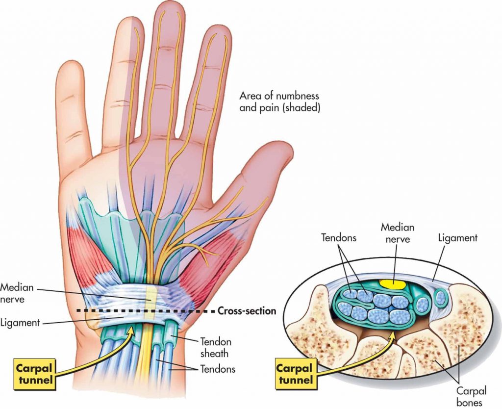 Motion Fysiotherapie en Preventie Biology Diagrams